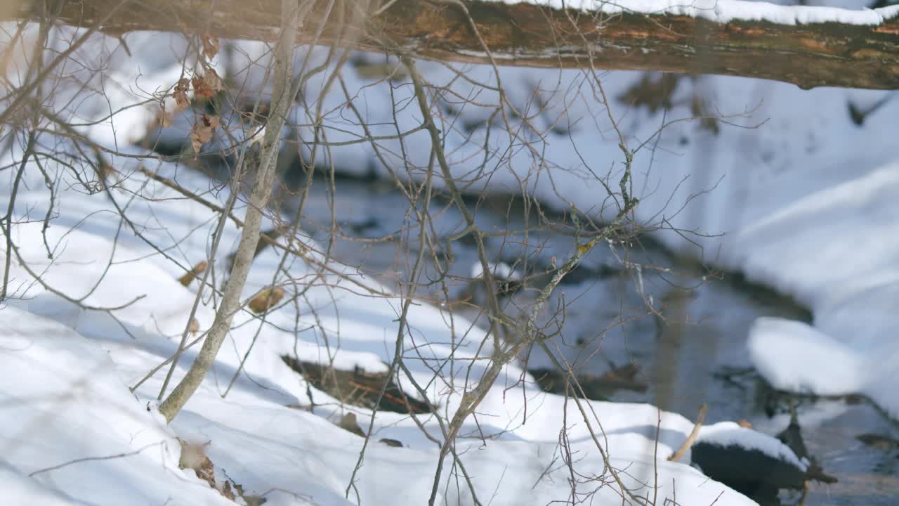 小溪融冰，春暖花开。早春，融化的雪堆在小溪边。视频素材