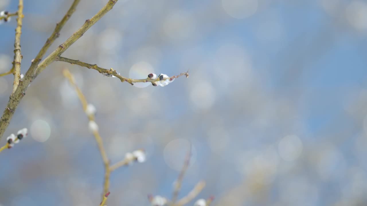 柳树在春天被冰雪覆盖。盛开的小柳树。蓝色的天空作为背景。散景。视频素材