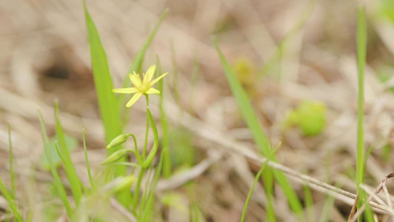 春天，黄色的野蔷薇花在森林里。美丽自然的背景，复制空间。视频素材