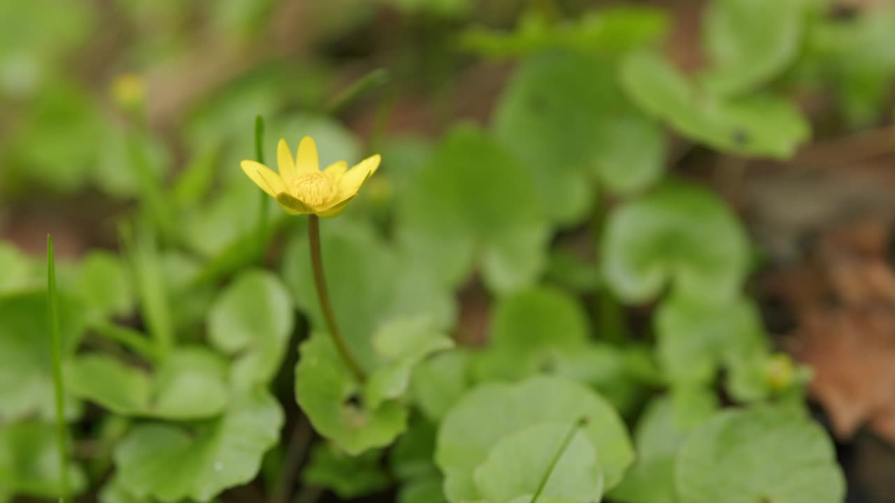 淡黄色白屈菜花。以春天黄色的花儿为背景。视频素材