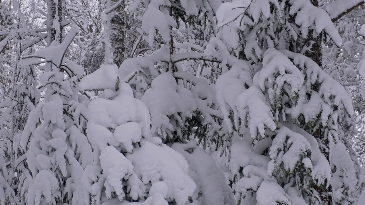 特写镜头的树木覆盖厚厚的雪在北欧森林在冬天。视频素材