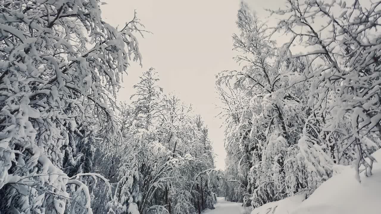 在北欧美丽的冬天，在白雪皑皑的森林里开车。视频素材