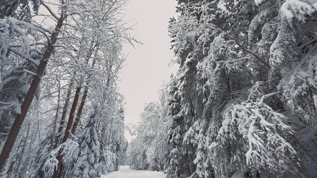 驾驶员在雪域森林中驾驶时的视角。北欧的冬天。视频素材