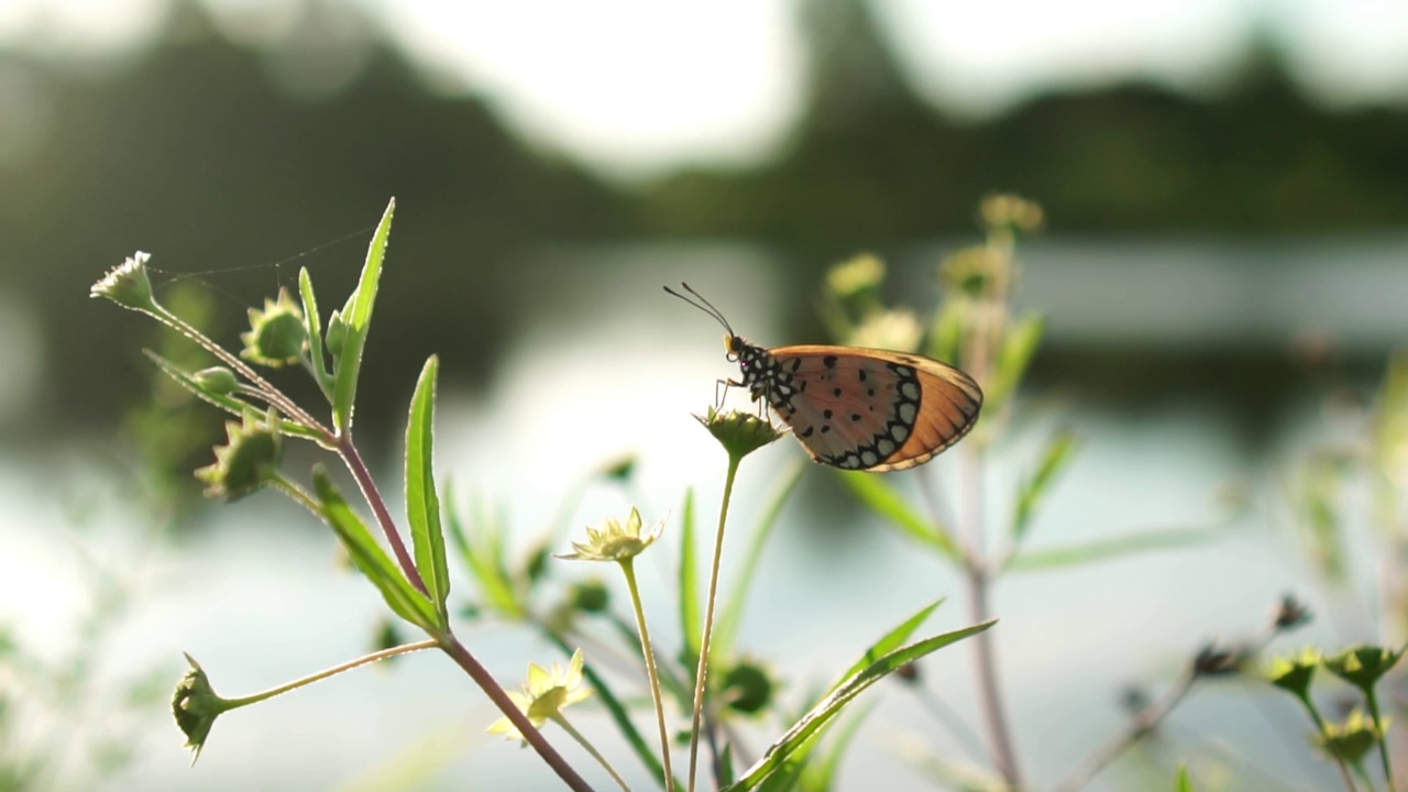 蝴蝶在大自然的绿叶上翩翩起舞。视频素材