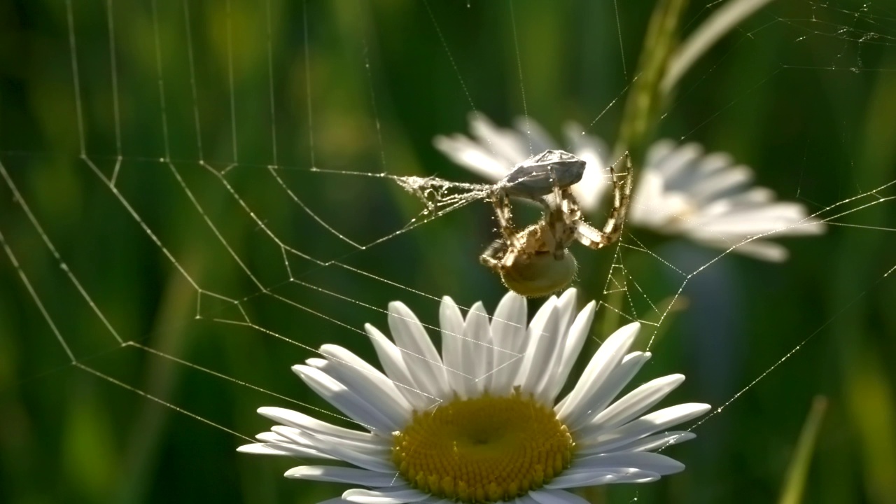 蜘蛛在网上结茧。有创造力。大型野生蜘蛛在网上烹饪食物。蜘蛛网上的蜘蛛与受害者茧。夏日草地上阳光灿烂的大观视频素材