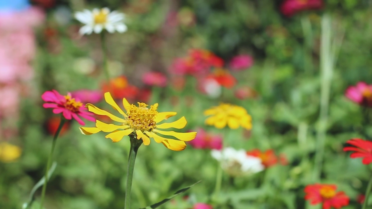 Zinnia花视频素材