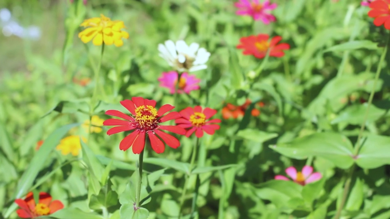 Zinnia花视频素材