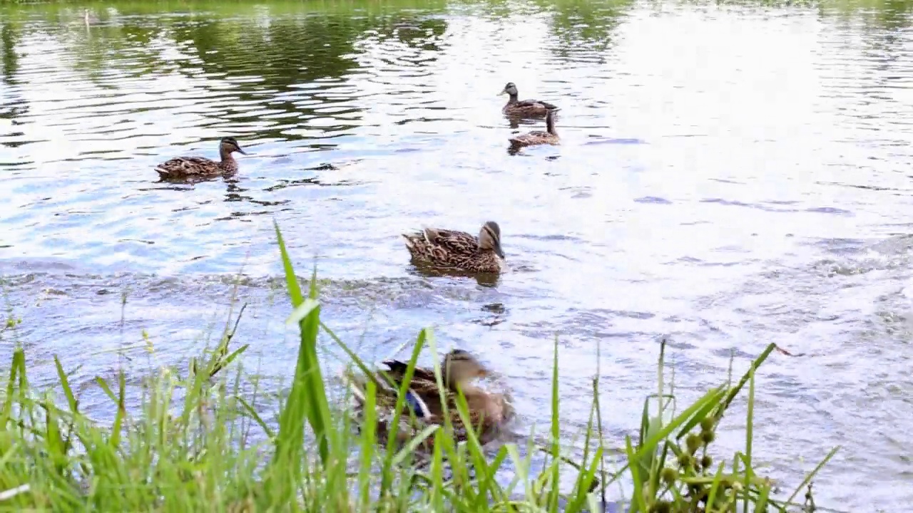 一群鸭子在湖上游泳，吃着面包屑。鸟喂食视频素材