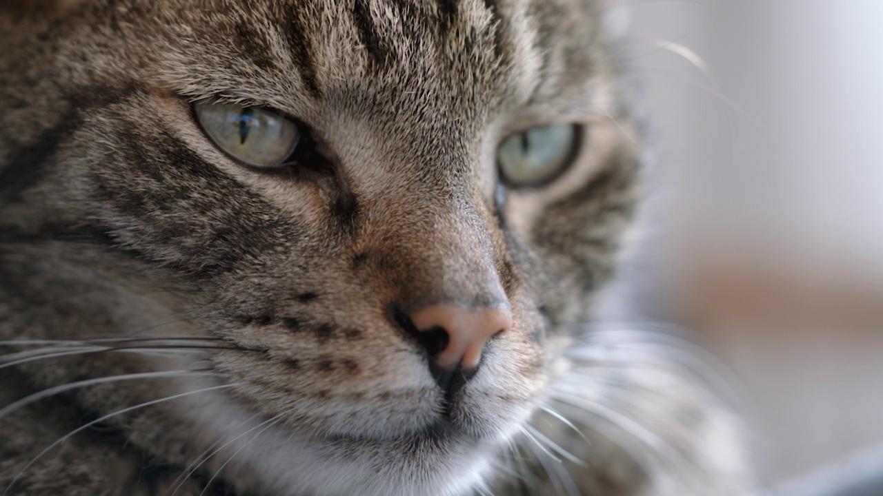 灰色条纹虎斑猫，脸部特写视频素材