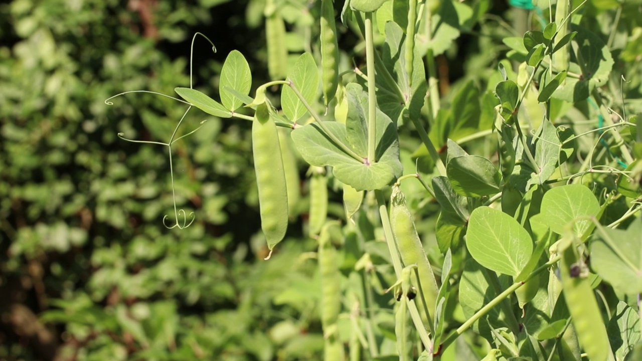 绿色的豌豆植株(豌豆)在风中摇曳。视频素材