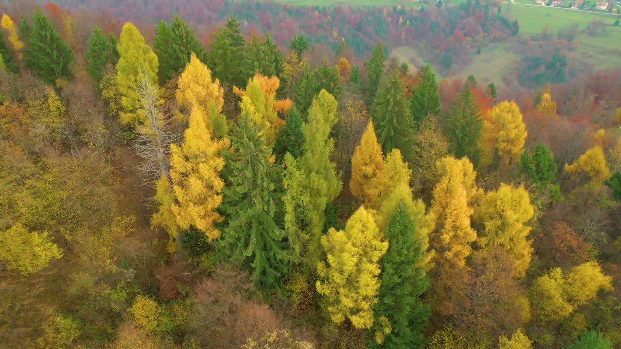 空中:在美妙的秋季调色板中，飞行在风景如画的林区视频素材