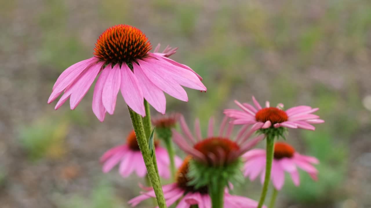 紫锥菊花特写视频素材