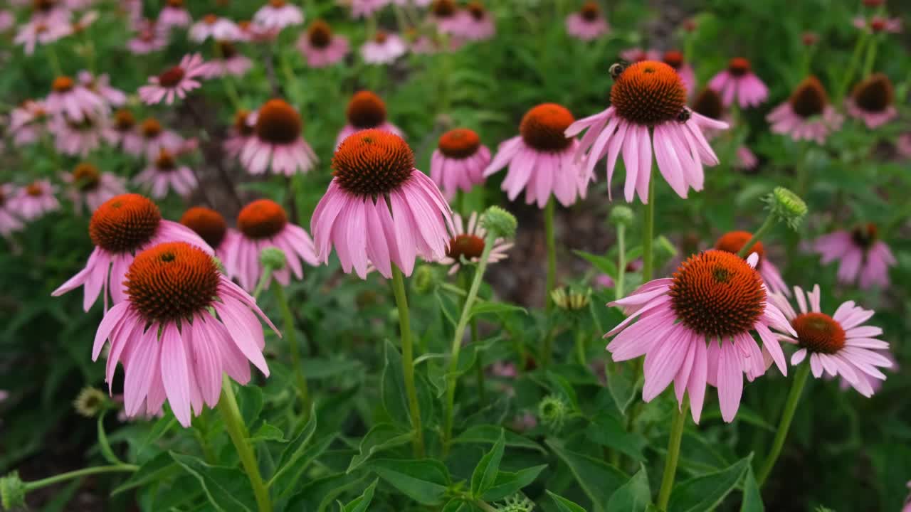 粉红色的紫锥菊花田视频素材