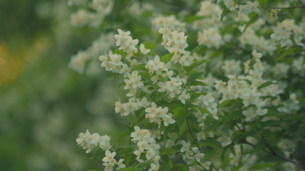 茉莉花丛，白花随风摇曳。自然背景。春天开花。手持视频视频素材