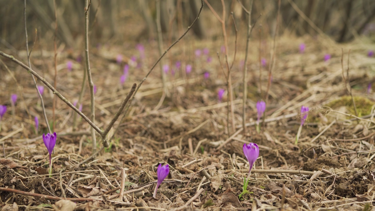 与野生紫色鸢尾(藏红花)花干草地，特写细节视频素材