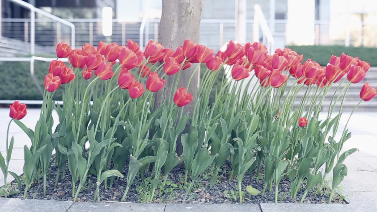 红色郁金香,花视频素材