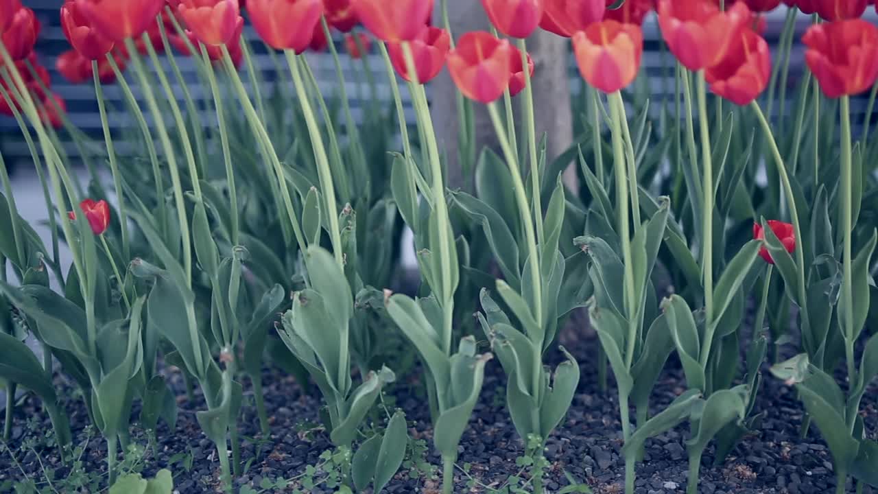 红色郁金香，花朵，大自然视频素材