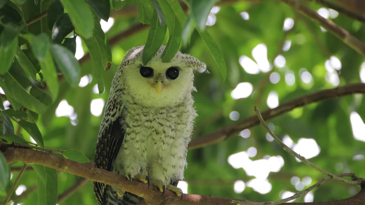 夜行鸟:亚成体斑点腹鹰鸮，又称森林鹰鸮(Bubo nipalensis)。视频素材