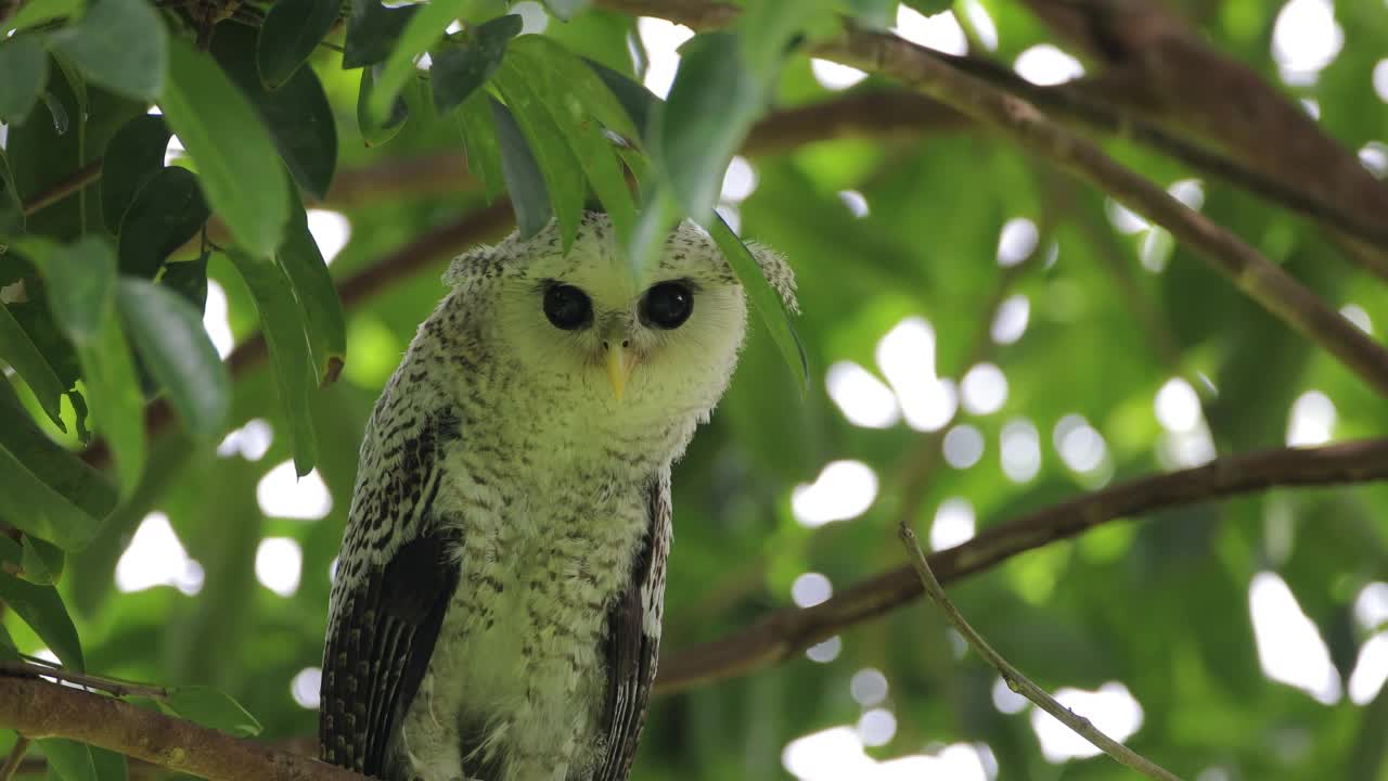 夜行鸟:亚成体斑点腹鹰鸮，又称森林鹰鸮(Bubo nipalensis)。视频素材