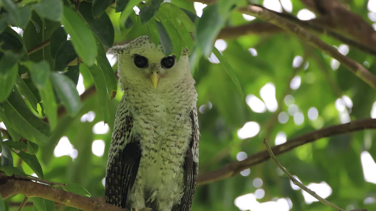 夜行鸟:亚成体斑点腹鹰鸮，又称森林鹰鸮(Bubo nipalensis)。视频素材