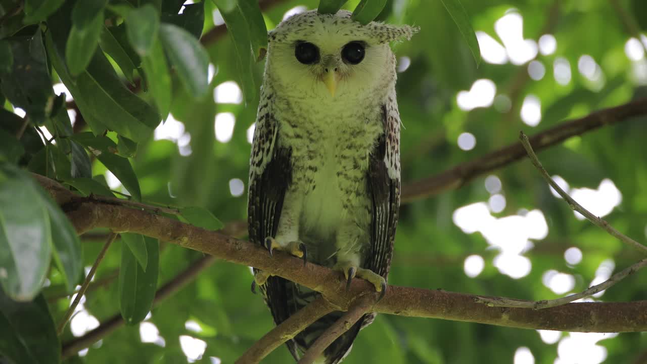 夜行鸟:亚成体斑点腹鹰鸮，又称森林鹰鸮(Bubo nipalensis)。视频素材