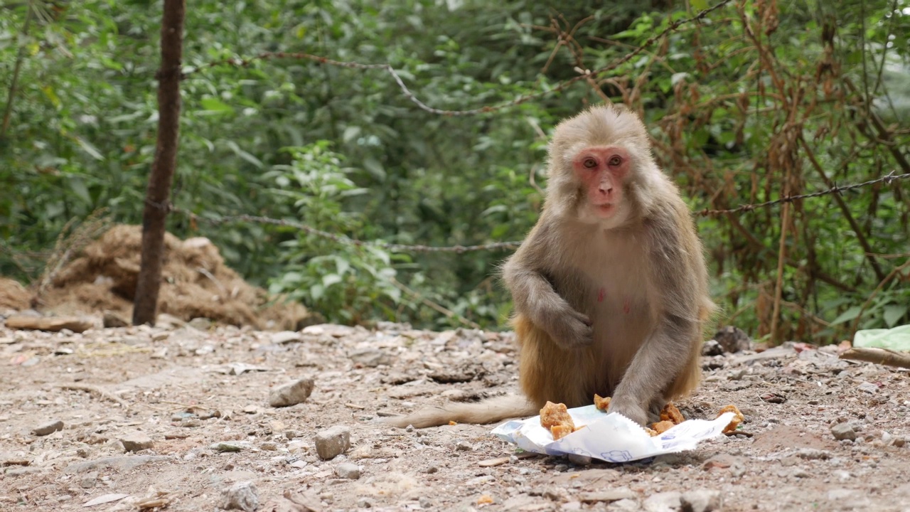 野生母猴子在吃她在公园垃圾桶里找到的剩饭。视频素材