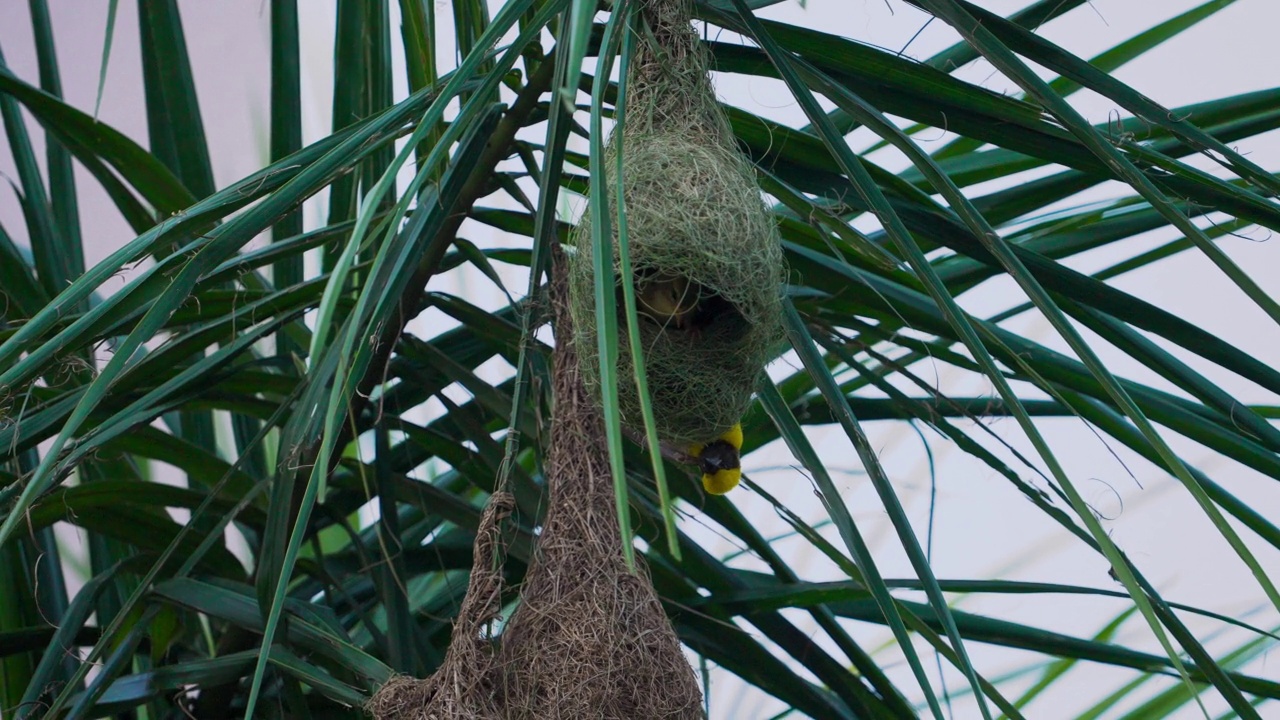 巴亚织鸟在棕榈树上筑巢视频素材