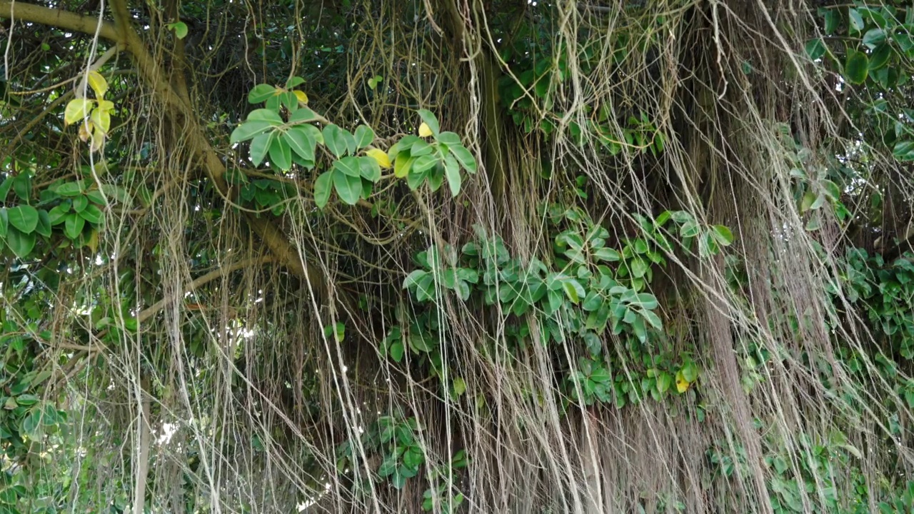 许多榕树的树根、树枝和藤本植物垂下来，随风摇曳。常绿热带森林视频素材