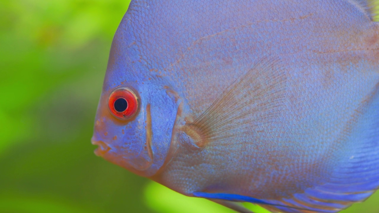 蓝钻石铁饼鱼观慈鲷在水族馆游泳。热带鱼类。爱好的概念。瑞典。视频素材