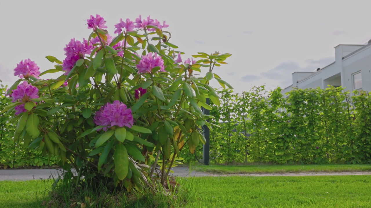 近距离观察开花杜鹃花灌木在绿色草坪。瑞典。视频素材