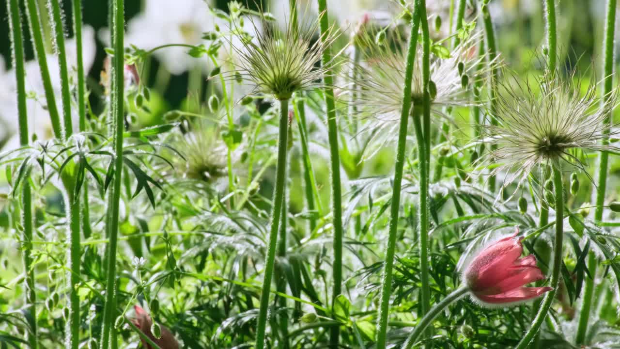 大自然花背景。盛开在乌克兰的野花白头翁或海葵。梦草在田野或森林中开花。春夏花特写，慢动作视频素材