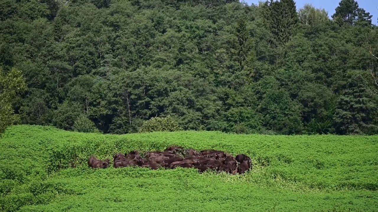 欧洲野牛在草地上放牧。波兰喀尔巴阡山脉的比什扎迪山脉。视频素材