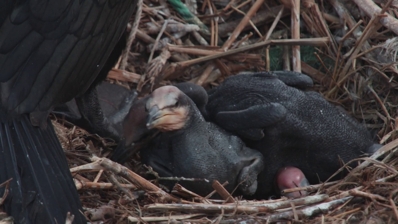 非军事区(非军事区)-鸬鹚(phalacrocoracidae)和婴儿坐在树前面的海/韩国视频素材