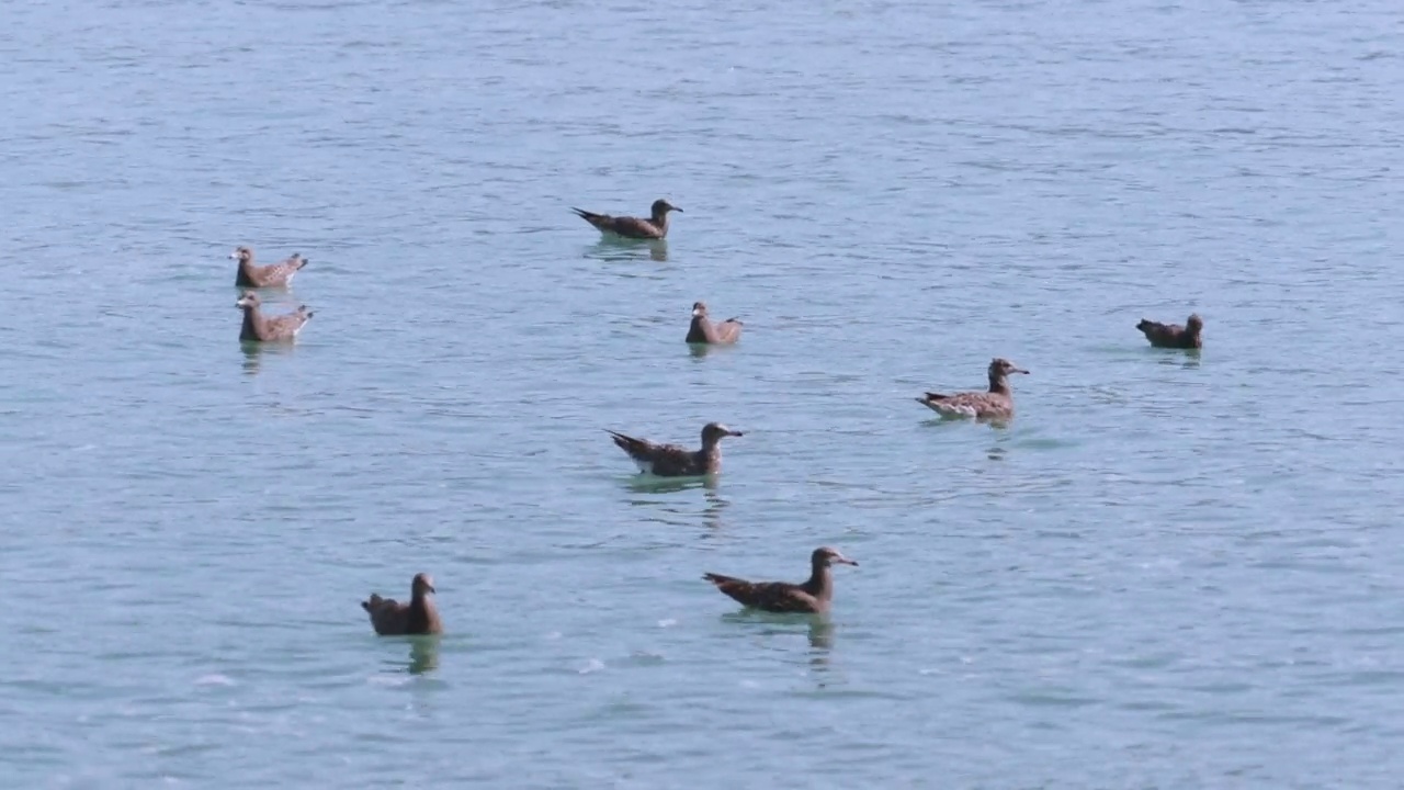 DMZ(非武装地带)——黑尾鸥(Larus crassirostris)幼鸟在水面上漂浮的风景/韩国视频素材