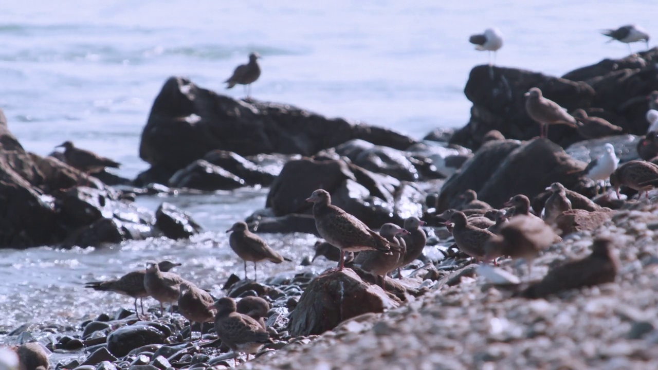 DMZ(非军事区)-一群黑尾鸥(Larus crassirostris)坐在韩国龟岛的水边视频素材