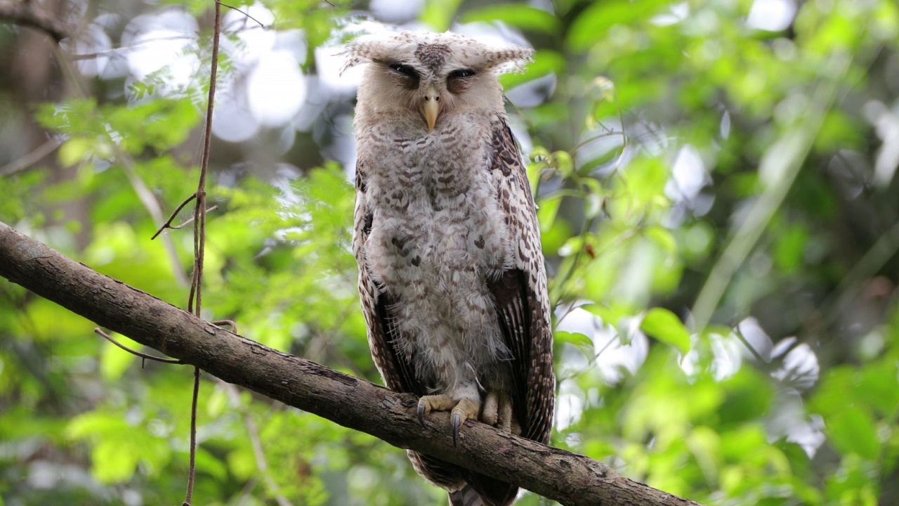 夜行鸟:亚成虫斑腹鹰鸮，又称森林鹰鸮(Bubo nipalensis)。视频素材