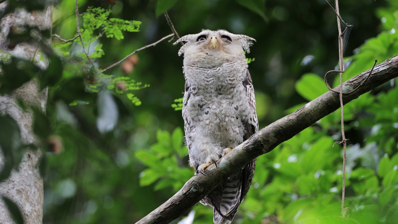 夜行鸟:亚成虫斑腹鹰鸮，又称森林鹰鸮(Bubo nipalensis)。视频素材