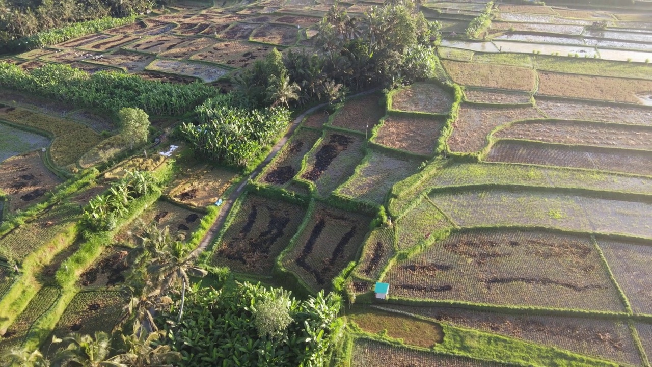 传统村落巴厘岛稻田的鸟瞰图视频素材