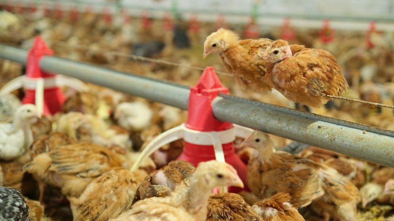 在大型家禽养殖场，两只鸡在饲料绳上荡来荡去，吃着喂食器视频素材