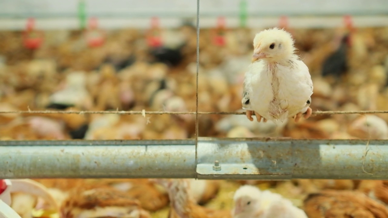 一家禽鸡在大家禽养殖场的饲料线上摇摆，展望未来视频素材