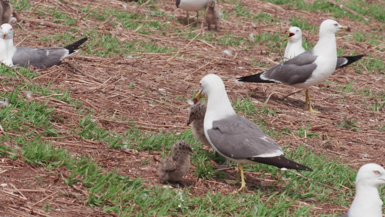 DMZ(非军事区)——韩国龟岛，黑尾鸥(Larus crassirostris)攻击黑尾鸥幼崽视频素材