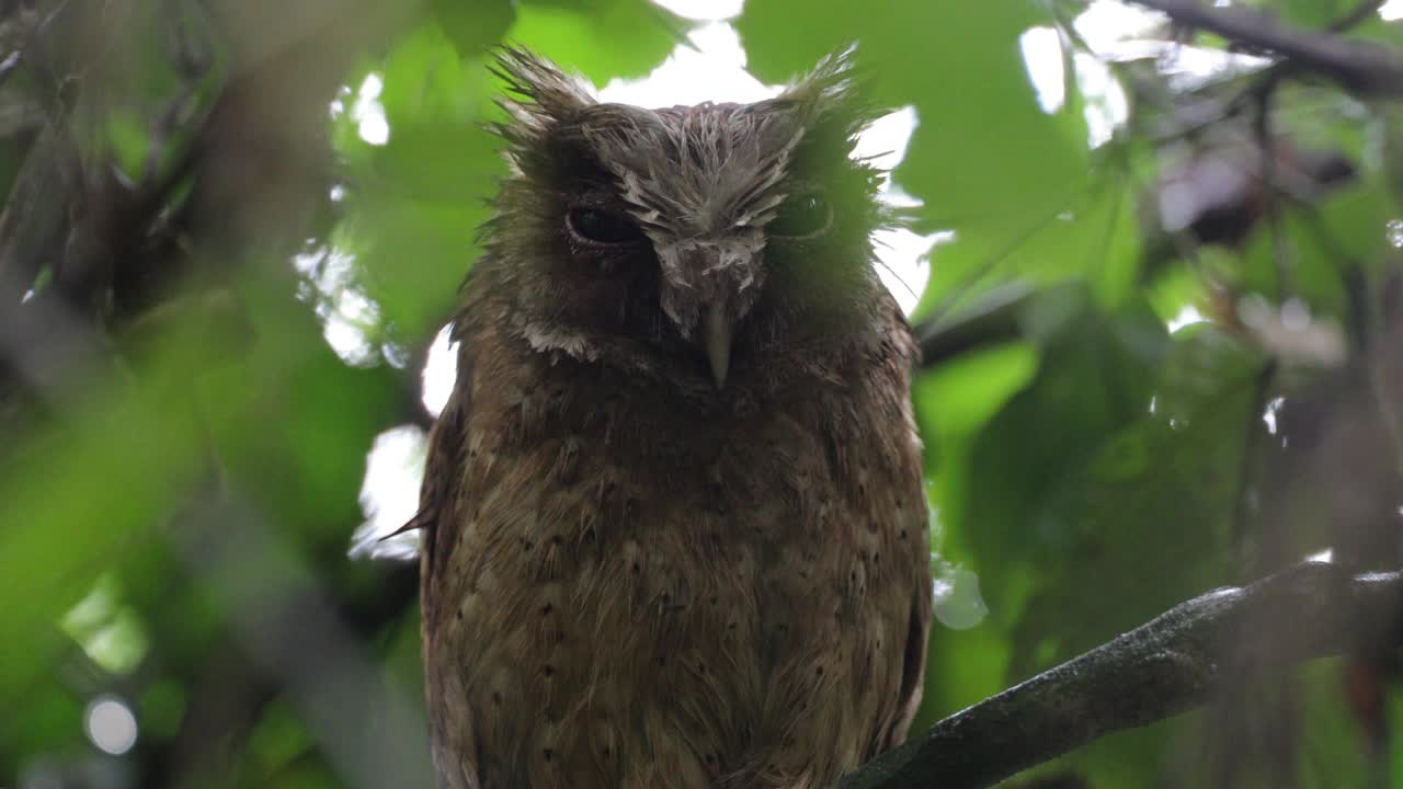 夜行鸟:成年白前镜鸮(Otus sagittatus)。视频素材