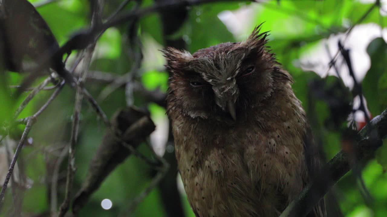 夜行鸟:成年白前镜鸮(Otus sagittatus)。视频素材