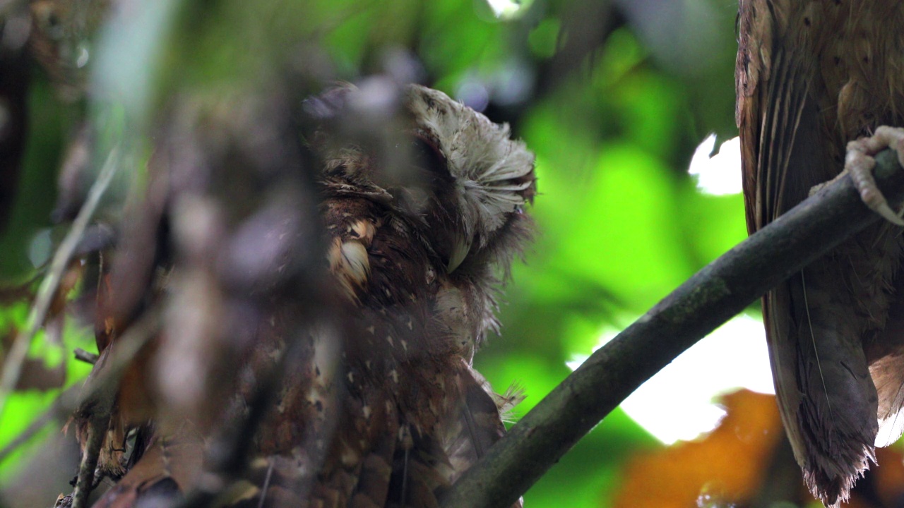 夜行鸟:成年白前镜鸮(Otus sagittatus)。视频素材