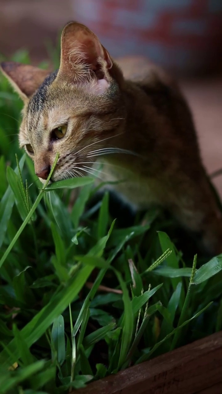 小猫坐在一盒草上视频素材