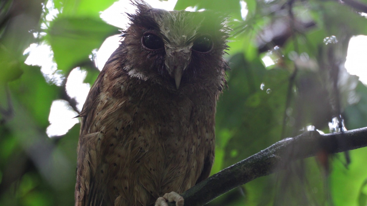 夜行鸟:成年白前镜鸮(Otus sagittatus)。视频素材