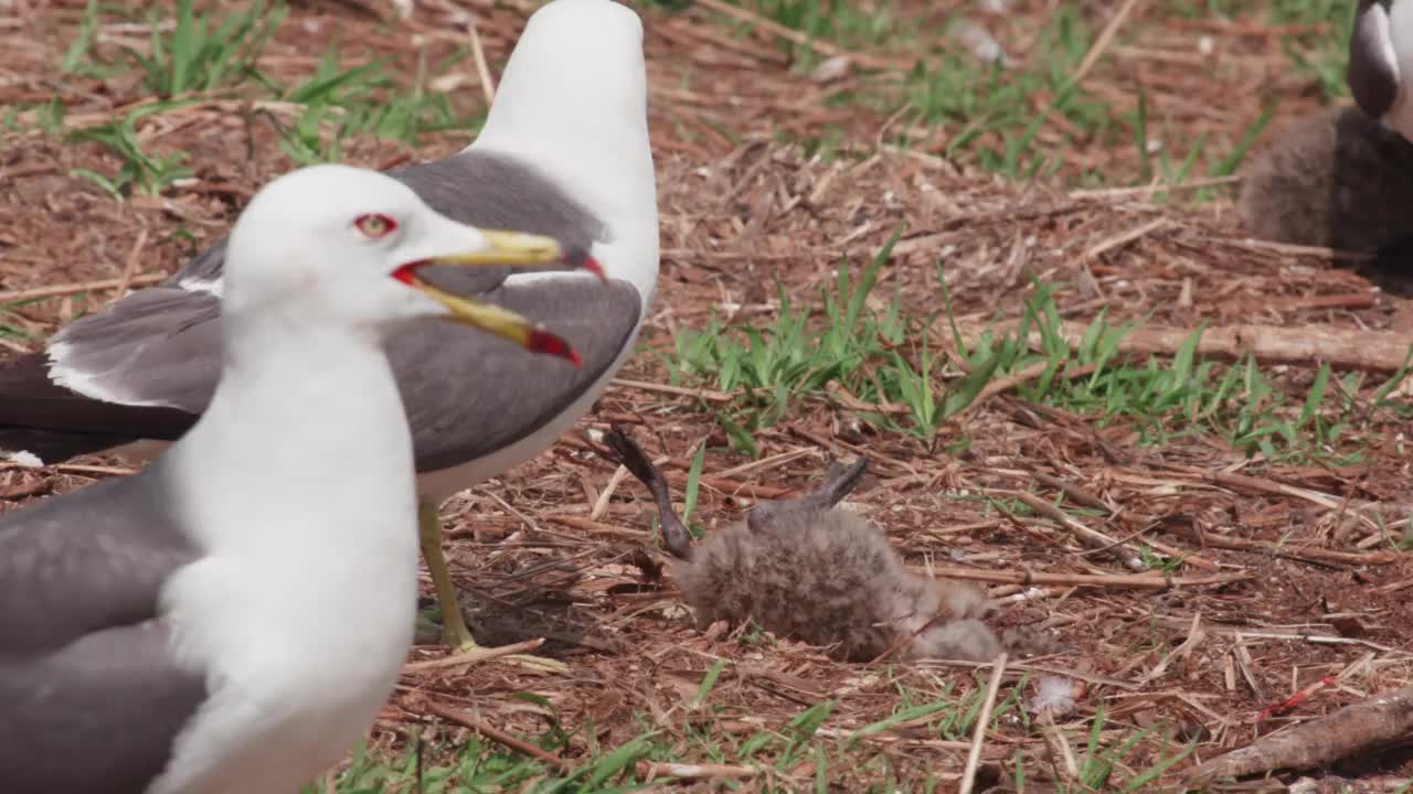 DMZ(非军事区)——韩国龟岛，黑尾鸥(Larus crassirostris)攻击黑尾鸥幼崽视频素材