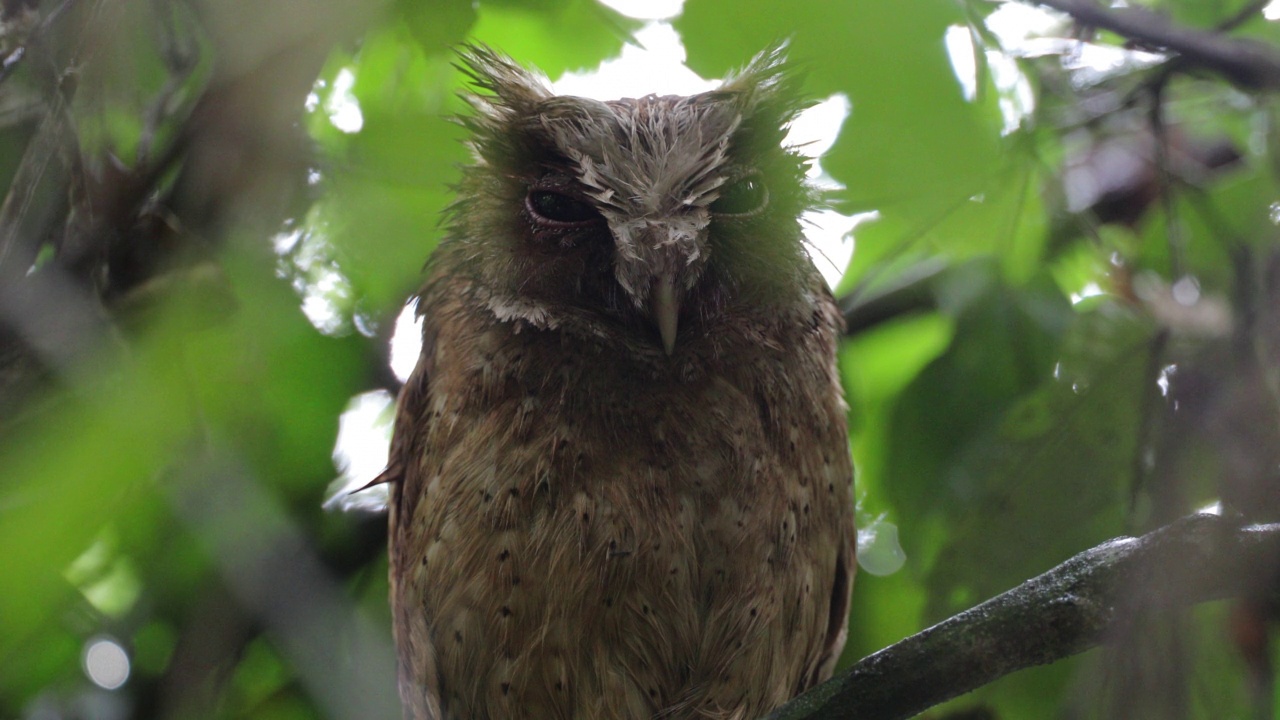 夜行鸟:成年白前镜鸮(Otus sagittatus)。视频素材