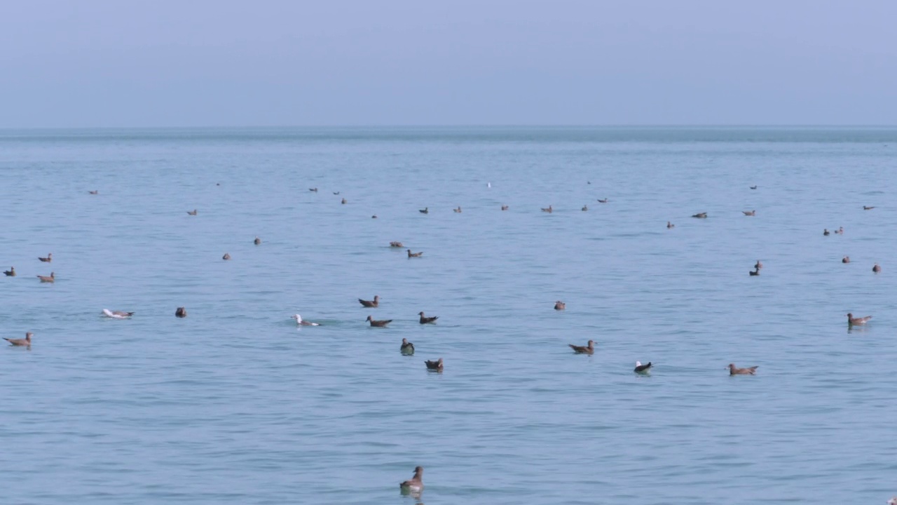 DMZ(非武装地带)——韩国龟岛，黑尾鸥(Larus crassirostris)成群漂浮在水面上的风景视频素材