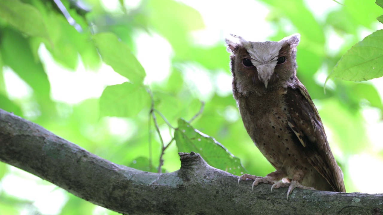 夜行鸟:成年白额镜鸮(Otus sagittatus)。视频素材